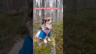 Guard in the forestยามในป่า funnyanimal funypetsLeo puppycute [upl. by Maureen97]