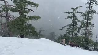 Snow up in Idyllwild today January 20 2024 ￼ [upl. by Elvia]