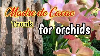 Madre de Cacao trunk for Vanda orchids [upl. by Etna204]