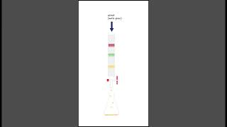 How does column chromatography work [upl. by Sissie]