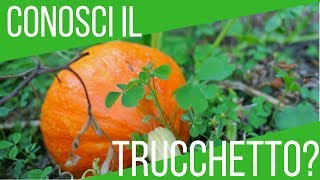 Trucco per riconoscere una zucca matura  ORTO E GIARDINAGGIO [upl. by Natasha]