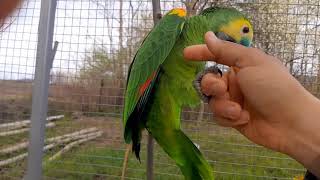 blue fronted amazon parrot play time [upl. by Varney93]