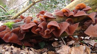 Wood Ears Cloud Ears Auricularia auriculajudae [upl. by Mccomb]