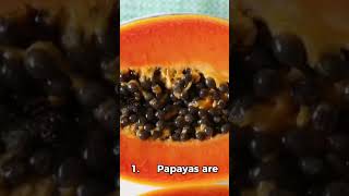 “Why You Should Be Eating Papayas 3 Surprising Facts” [upl. by Nnaitsirk]