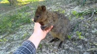 Quokka Rottnest Island WA [upl. by Enilrahc]