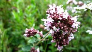 Oregano Origanum Vulgare  20120811 [upl. by Bevers]