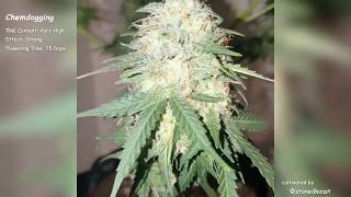 Chemdogging\Mephisto Genetics Autoflowers\Grow Compilation [upl. by Moria533]