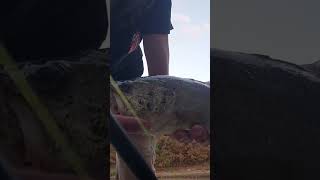 Turkey Mountain Fishing And Trails On top O mountain oklahomafishingancientcivilization SUBSCRIBE [upl. by Ilanos406]