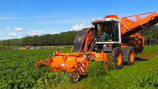 Xerion beet harvest [upl. by Waers]