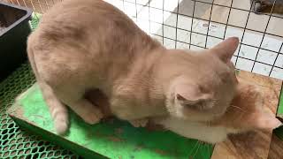 Cat in heat 😻  Bơ vs MiMo2  Munchkin Mate  Cat breeding 😺 [upl. by O'Grady]