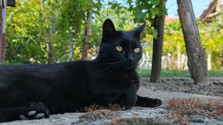 Relaxing Cat Video 298 [upl. by Zednanref]