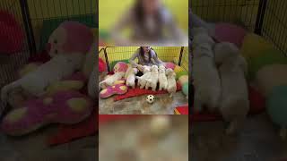 Puppy Cuddles and Playful Bites Cutest Moments Ever [upl. by Kandace]