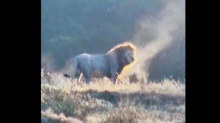 Ximungwe Lion Pride Calling Plains Camp Male Lion and he appears in minutes  30 June 2024 [upl. by Eustashe]