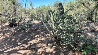 s assigned to unique plantsSee plant with ssn 00001 youtube arizona travel phoenix [upl. by Wilmott301]