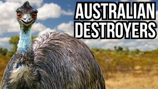 3 Australian Animals That Would Destroy North American Ecosystems [upl. by Pip504]