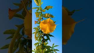 Brugmansia arborea plants nature youtubeshorts [upl. by Ecneps]