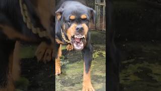 Angry dog barking sound angrypuppy cuteanimal pets angrypets cutepet angrydog funny animals [upl. by Aerona685]