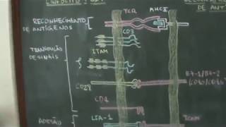 Imunologia  Ativação de Células T [upl. by Ailedua]