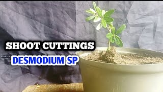 SHOOT CUTTINGS OF DESMODIUM SP [upl. by Morra937]