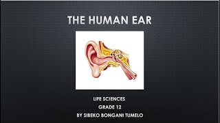 LIFE SCIENCES HUMAN EAR GRADE 12 [upl. by Thomasa]