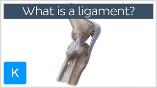 What Is a Ligament Definition and Overview  Human Anatomy  Kenhub [upl. by Adianez]