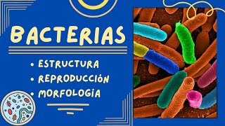 Generalidades de las Bacterias Estructura Reproducción y Morfología [upl. by Smukler12]