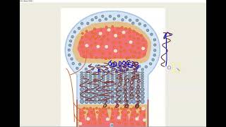 Interstitial and appositional growth video [upl. by Yakcm498]