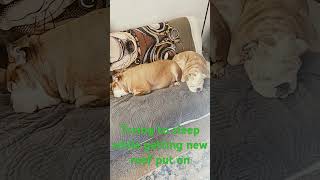 Sleeping while the roofers are heresleepthruanythibg sleepers oeb englishbulldogge bestpet [upl. by Sidnak]