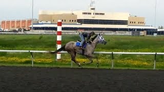 Thoroughbred Race Horse Training Presque Isle Downs [upl. by Rotsen47]