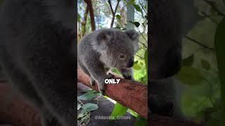 Koala Furry Little Nugget koala cuteanimals funfacts [upl. by Ayr]