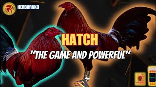 HATCH GAMEFOWL BLOODLINE Fighting Style and History [upl. by Arremat]