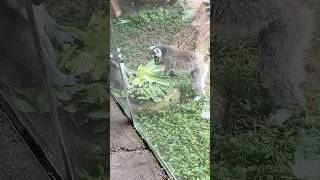 Ring Tailed Lemurs Eating Lettuce 🐒 🥬 [upl. by Dolora794]