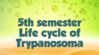 lect 135th semester Trypanosoma gambienseLife cycle [upl. by Rusert]