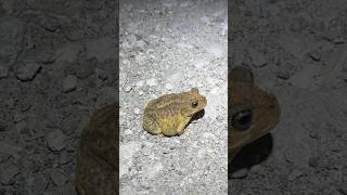 This Spadefoot Toad Really Loves the Road [upl. by Ameekahs]