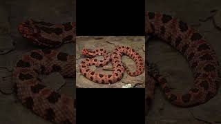 Pygmy Rattlesnake and Milk Snake [upl. by Deva]