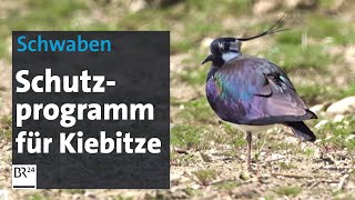 Vogel des Jahres Schutzprogramm für Kiebitze  Abendschau  BR24 [upl. by Nicolas]