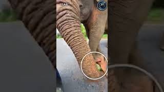 Bachhe ko khana kilana hai elephant amazingfacts animals snake [upl. by Eladnor]