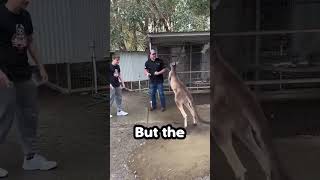 Kangaroo Fight Ends Hilariously [upl. by Dyraj841]