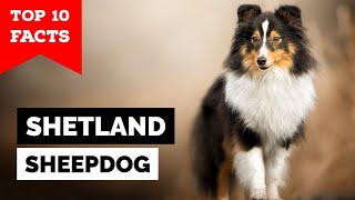 Shetland Sheepdog  Top 10 Facts Sheltie [upl. by Launamme]