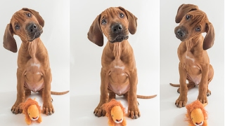 Rhodesian Ridgeback Puppy Training [upl. by Henriques]