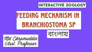 Feeding mechanism in Branchiostoma [upl. by Inilahs544]