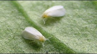 How To Build A Simple White Fly Trap And Identify White Flies [upl. by Eniretac]