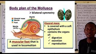 Phylum Mollusca 1 [upl. by Mueller952]