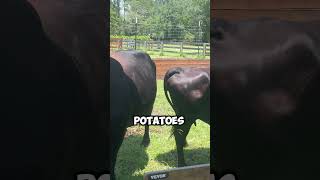 🐄😮 Farm Life Cows BROKE Into Our GARDEN Homesteaders Farm Animals Horse farming country short [upl. by Jehoash992]