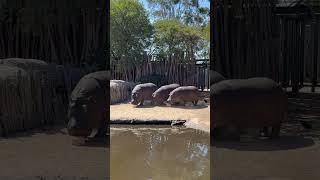 Hippo Family 🥰 shorts reels viralvideo [upl. by Row904]