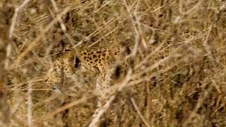 A Leopards Camouflage in Action [upl. by Akerboom]