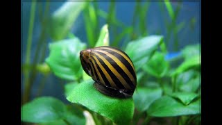 Neritina zebra 🐌 [upl. by Lipcombe]