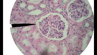 Histology for Beginners [upl. by Brandy]