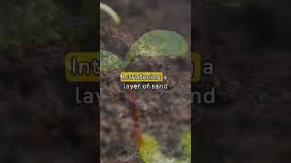 How to Naturally Get Rid of Fungus Gnats  shorts [upl. by Kudva]