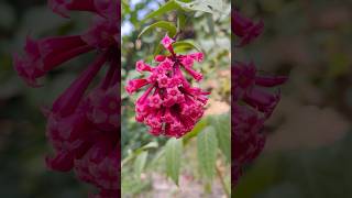 Cestrum elegans beautifulplants viralytshort [upl. by Darees]